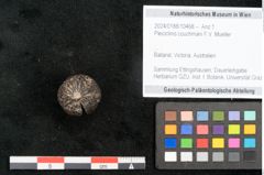 Foto (Objekt + Etikett) von Pleioclinis couchmani F.V. Mueller (NHMW-GEO-2024-0188-10468)